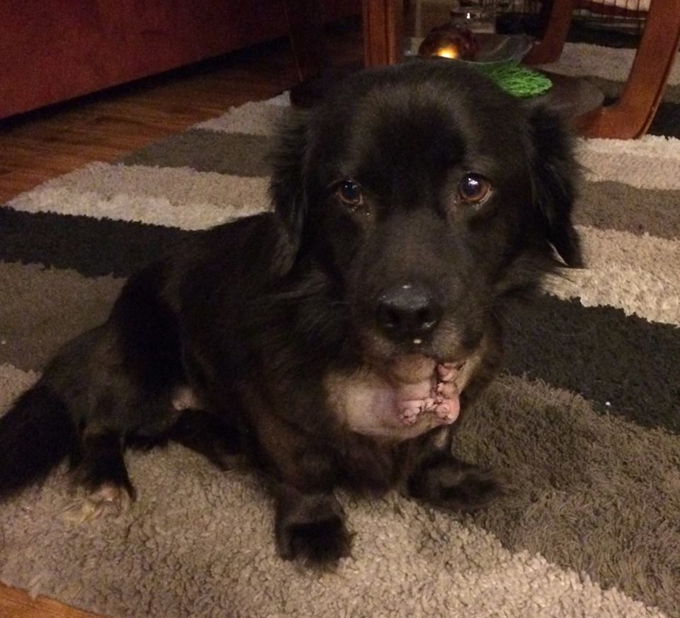 Alfred, Flat Coated Retriever Mix M.A.I.N. Medical Animals In Need